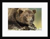 Brown Bear, Katmai National Park, Alaska by Anonymous