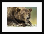 Brown Bear, Katmai National Park, Alaska by Anonymous