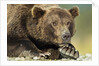 Brown Bear, Katmai National Park, Alaska by Anonymous