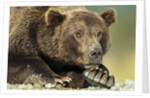 Brown Bear, Katmai National Park, Alaska by Anonymous
