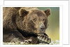 Brown Bear, Katmai National Park, Alaska by Anonymous