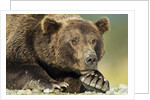 Brown Bear, Katmai National Park, Alaska by Anonymous