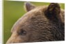 Brown Bear, Katmai National Park, Alaska by Anonymous
