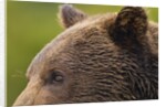 Brown Bear, Katmai National Park, Alaska by Anonymous