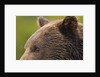 Brown Bear, Katmai National Park, Alaska by Anonymous