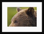Brown Bear, Katmai National Park, Alaska by Anonymous