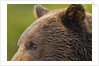 Brown Bear, Katmai National Park, Alaska by Anonymous
