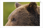 Brown Bear, Katmai National Park, Alaska by Anonymous