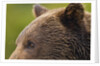 Brown Bear, Katmai National Park, Alaska by Anonymous