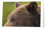 Brown Bear, Katmai National Park, Alaska by Anonymous