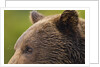 Brown Bear, Katmai National Park, Alaska by Anonymous