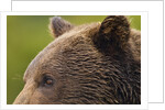 Brown Bear, Katmai National Park, Alaska by Anonymous