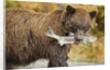 Brown Bear, Katmai National Park, Alaska by Anonymous