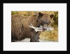 Brown Bear, Katmai National Park, Alaska by Anonymous