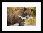 Brown Bear, Katmai National Park, Alaska by Anonymous