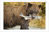 Brown Bear, Katmai National Park, Alaska by Anonymous