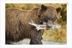 Brown Bear, Katmai National Park, Alaska by Anonymous