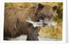 Brown Bear, Katmai National Park, Alaska by Anonymous
