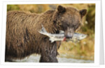 Brown Bear, Katmai National Park, Alaska by Anonymous
