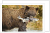 Brown Bear, Katmai National Park, Alaska by Anonymous