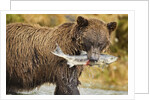 Brown Bear, Katmai National Park, Alaska by Anonymous