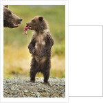 Brown Bear, Katmai National Park, Alaska by Anonymous