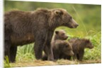 Brown Bear, Katmai National Park, Alaska by Anonymous