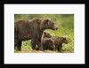 Brown Bear, Katmai National Park, Alaska by Anonymous