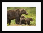 Brown Bear, Katmai National Park, Alaska by Anonymous