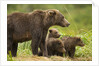 Brown Bear, Katmai National Park, Alaska by Anonymous