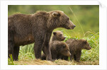 Brown Bear, Katmai National Park, Alaska by Anonymous