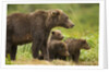 Brown Bear, Katmai National Park, Alaska by Anonymous
