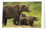 Brown Bear, Katmai National Park, Alaska by Anonymous
