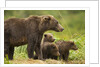 Brown Bear, Katmai National Park, Alaska by Anonymous