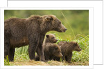 Brown Bear, Katmai National Park, Alaska by Anonymous