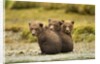 Brown Bear Cubs, Katmai National Park, Alaska by Anonymous