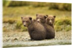 Brown Bear Cubs, Katmai National Park, Alaska by Anonymous