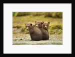 Brown Bear Cubs, Katmai National Park, Alaska by Anonymous