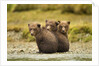 Brown Bear Cubs, Katmai National Park, Alaska by Anonymous