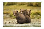 Brown Bear Cubs, Katmai National Park, Alaska by Anonymous