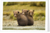 Brown Bear Cubs, Katmai National Park, Alaska by Anonymous