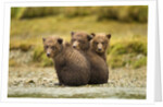 Brown Bear Cubs, Katmai National Park, Alaska by Anonymous