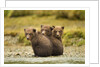Brown Bear Cubs, Katmai National Park, Alaska by Anonymous
