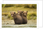 Brown Bear Cubs, Katmai National Park, Alaska by Anonymous