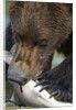 Brown Bear, Katmai National Park, Alaska by Anonymous