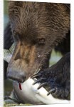 Brown Bear, Katmai National Park, Alaska by Anonymous