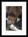 Brown Bear, Katmai National Park, Alaska by Anonymous
