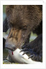 Brown Bear, Katmai National Park, Alaska by Anonymous