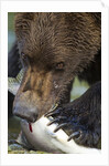Brown Bear, Katmai National Park, Alaska by Anonymous
