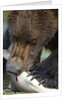 Brown Bear, Katmai National Park, Alaska by Anonymous